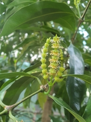 Gnetum gnemon
