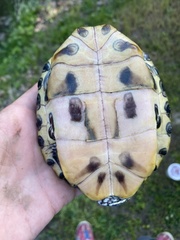 Trachemys scripta elegans