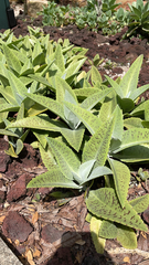 Kalanchoe gastonis-bonnieri