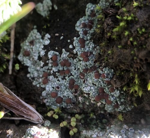 iNaturalist observation photo of Trapelia coarctata