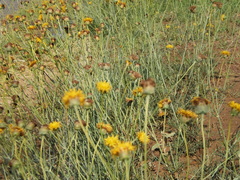 Thelesperma megapotamicum