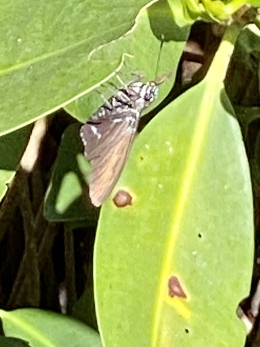 Mangrove Skipper photo 6