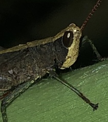 Maculiparia rotundata