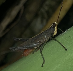 Maculiparia rotundata