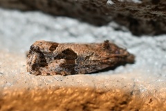 Endothenia nubilana