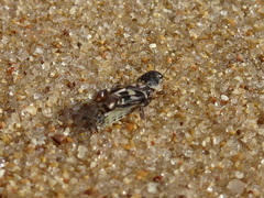 Ellipes minuta