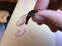 Yoyetta spectabilis