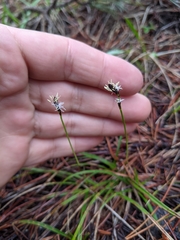 Carex concinnoides