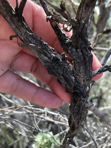 iNaturalist observation photo of Baccharis Stem Gall Midge