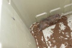Geomys breviceps