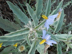 Solanum elaeagnifolium
