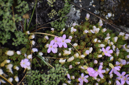 Image of Androsace constancei by (c) Syd Cannings, some rights reserved (CC BY)