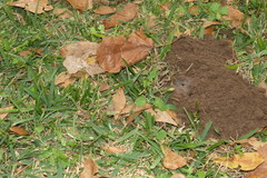 Geomys breviceps