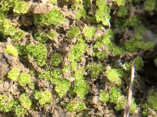 iNaturalist observation photo of Frillworts