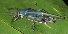 Ripipteryx limbata