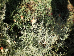 Sphaeralcea coccinea