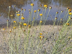 Thelesperma megapotamicum