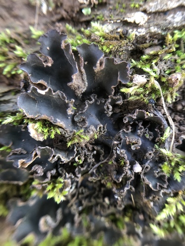 iNaturalist observation photo of tree pelt lichen