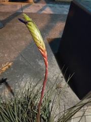 Tillandsia tricolor