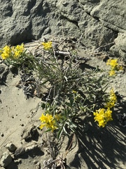 Physaria arenosa