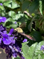 Xylocopa sonorina