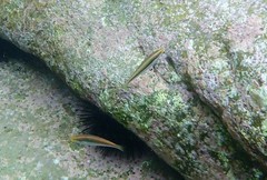 Stethojulis interrupta