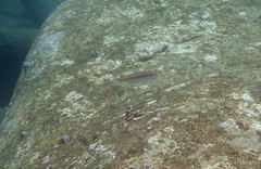 Stethojulis interrupta