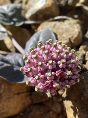 Asclepias solanoana