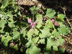 Chenopodium album