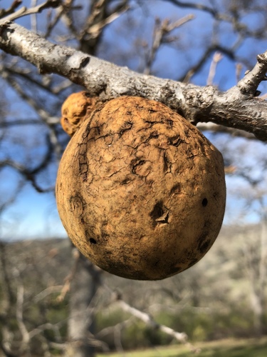 iNaturalist observation photo of California Gall Wasp