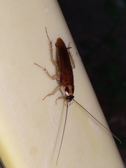 Ischnoptera bilunata