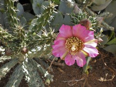 Cylindropuntia imbricata imbricata