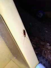 Ischnoptera bilunata