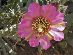 Cylindropuntia imbricata imbricata