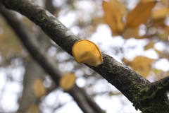 Aleurodiscus vitellinus