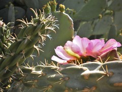 Cylindropuntia imbricata imbricata