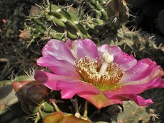 Cylindropuntia imbricata imbricata