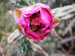 Cylindropuntia imbricata imbricata