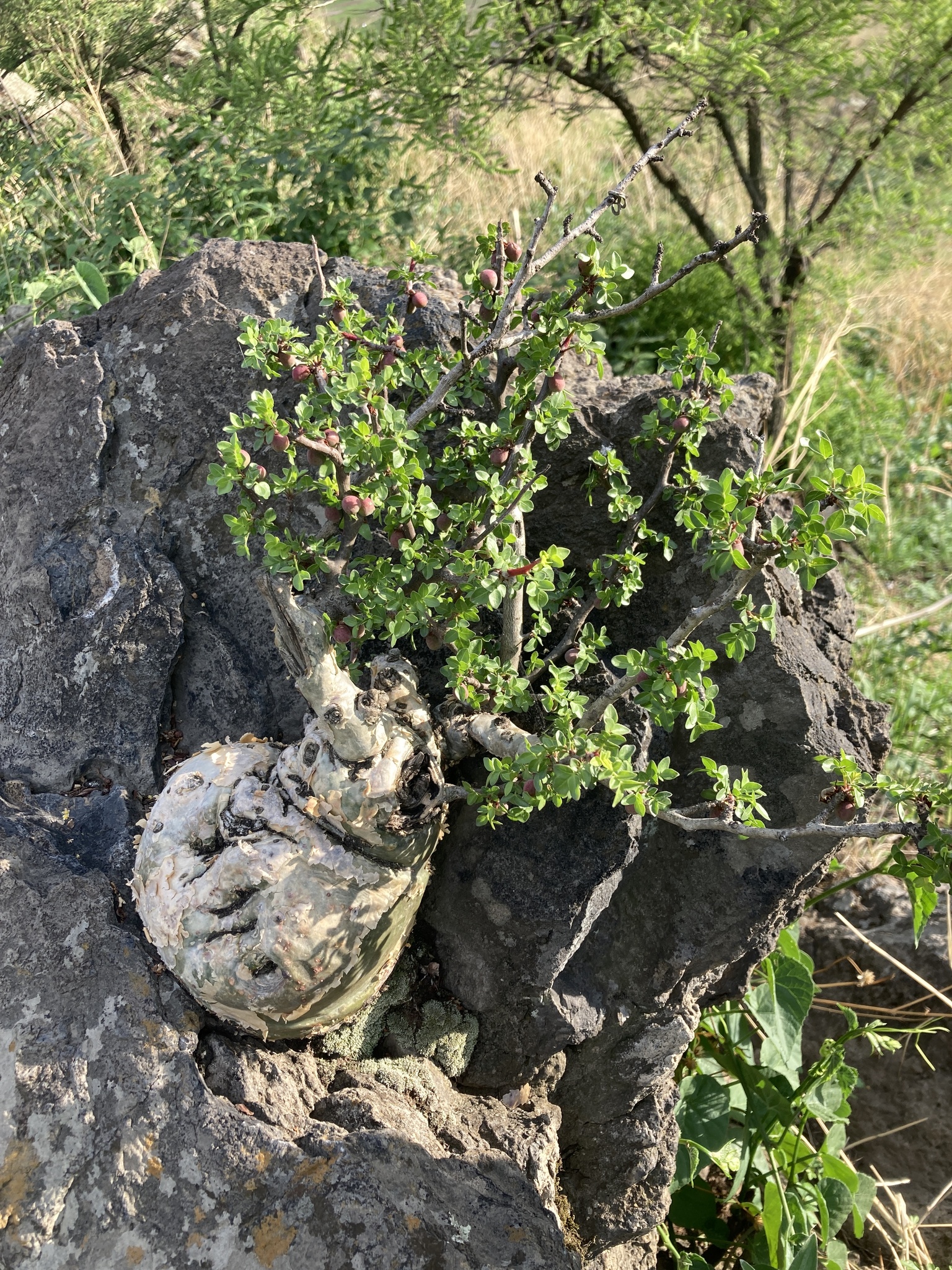 Bursera fagaroides var. fagaroides
