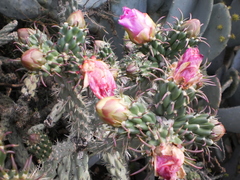 Cylindropuntia imbricata imbricata