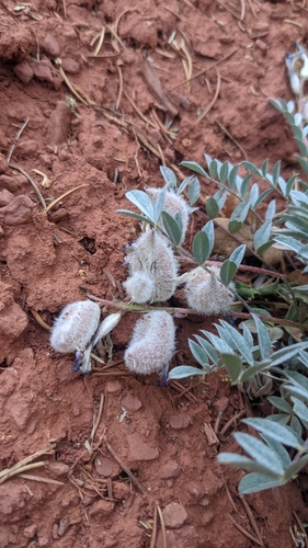 Image of Astragalus concordius by (c) Darrin Gobble, some rights reserved (CC BY)