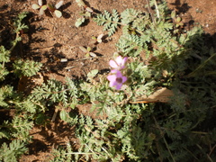 Erodium cicutarium
