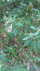 Psychotria nervosa
