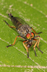 Neoitamus flavofemoratus