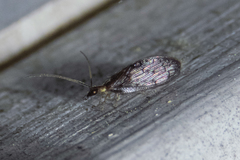 Sympherobius occidentalis