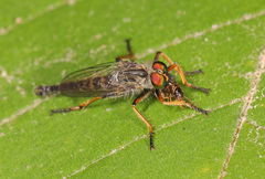 Neoitamus flavofemoratus