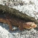 New Zealand Brown Geckos - Photo (c) Jon Sullivan, some rights reserved (CC BY-NC)