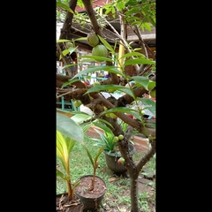 Phaleria macrocarpa