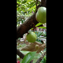 Phaleria macrocarpa