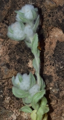Bombycilaena discolor